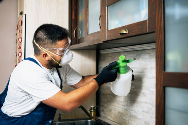 Bird Control in Rocklin, CA