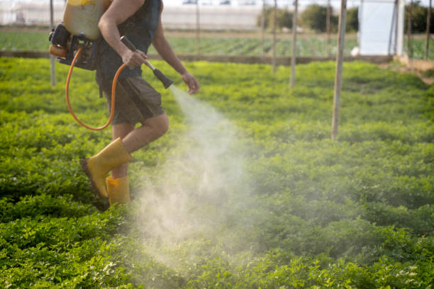 Best Exterminator Services  in Rocklin, CA