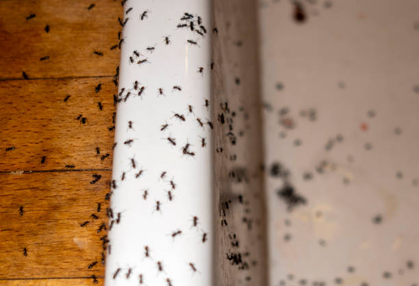 Best Pest Inspection Near Me  in Rocklin, CA