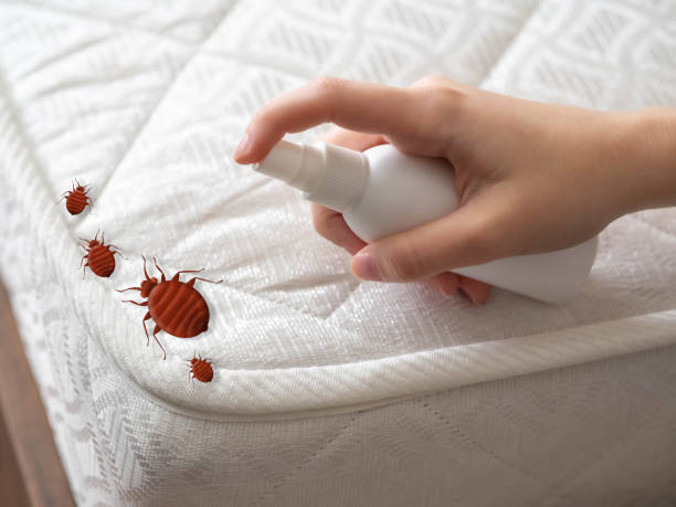 Professional Pest Control in Rocklin, CA