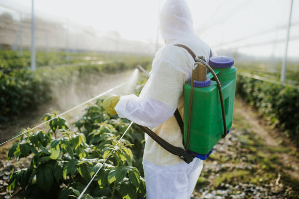Best Flea Control Services  in Rocklin, CA
